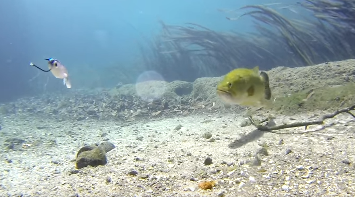 Watch This Bass Smash A Soft Plastic Underwater