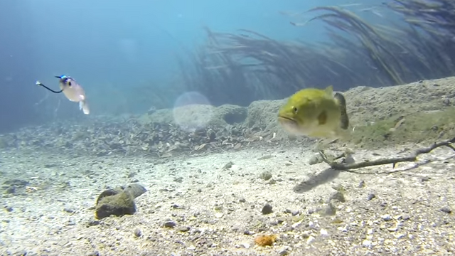 Watch This Bass Smash A Soft Plastic Underwater