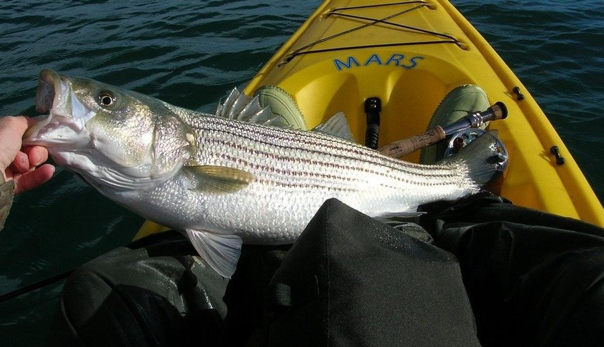 How To Target Striped Bass 101