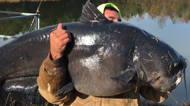 Man Catches 112 Lb HUGE Catfish On 10 Lb Spinning Gear