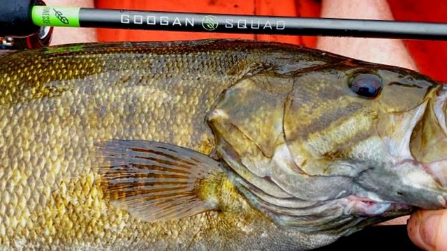 Bass Fishing Seasons: Where And Why Do They Exist?