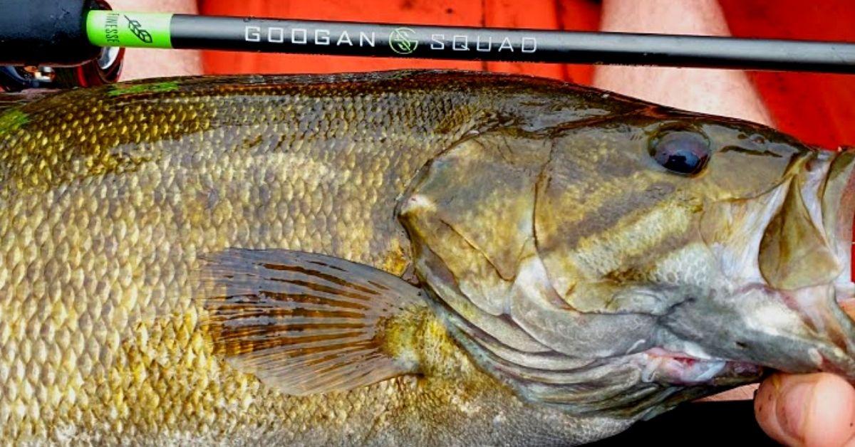 Bass Fishing Seasons: Where And Why Do They Exist?