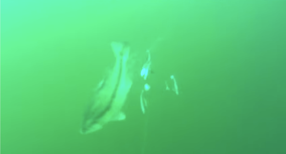 Amazing Underwater Video of Bass Attacking Umbrella Rig