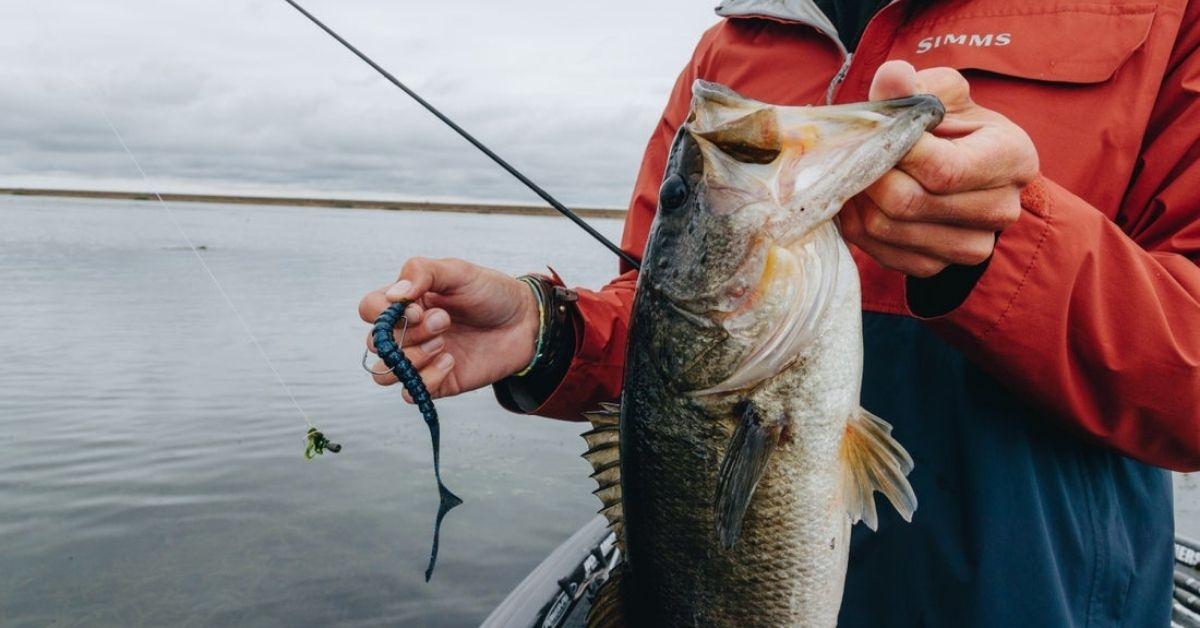 How To Select The Right Size Worm While Bass Fishing