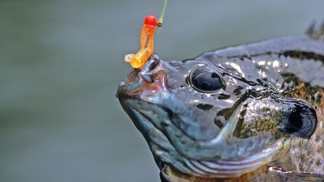 Summer Panfish Tips: How To Catch Slabs In The Heat