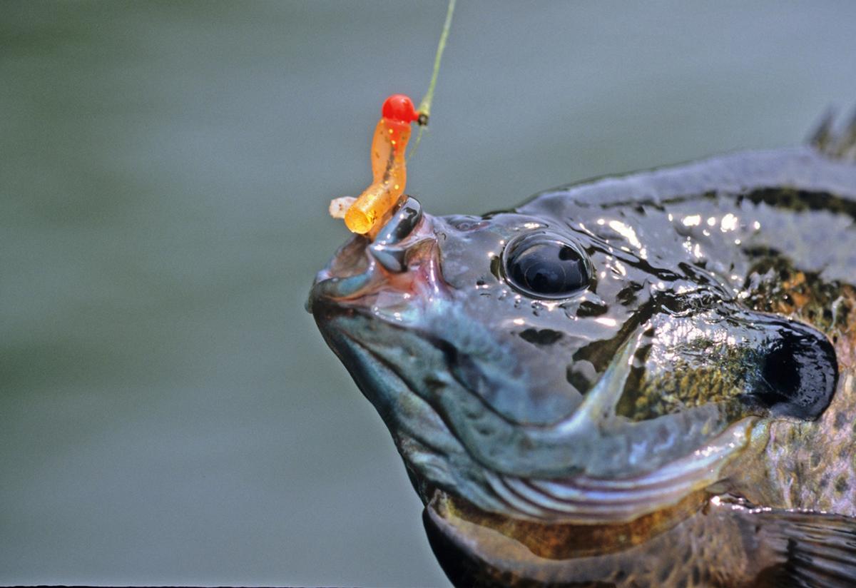 Summer Panfish Tips: How To Catch Slabs In The Heat