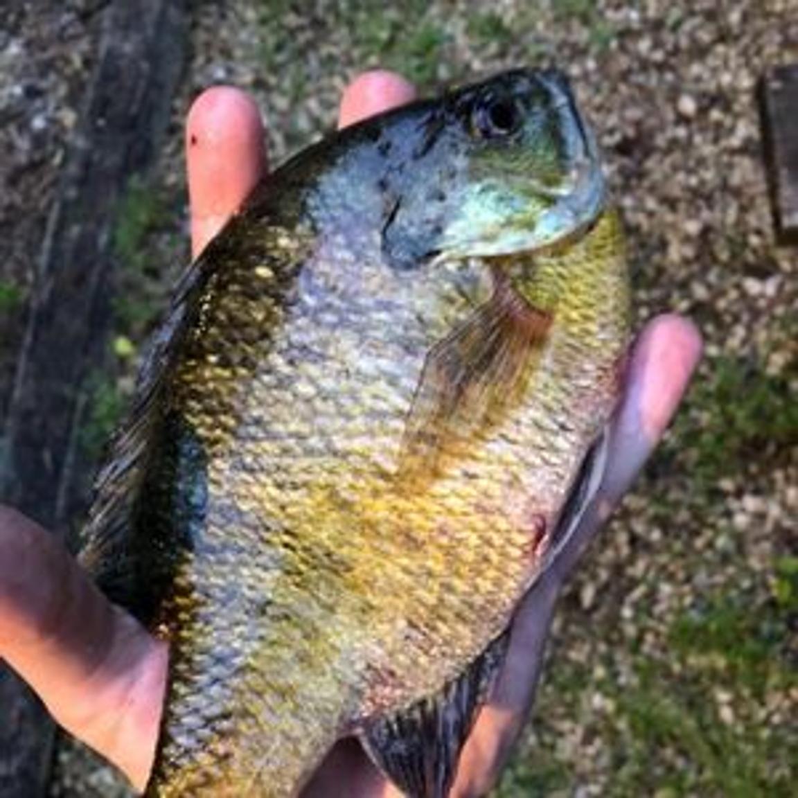 Fall Fishing For Bluegill 10 Tips You Need To Know