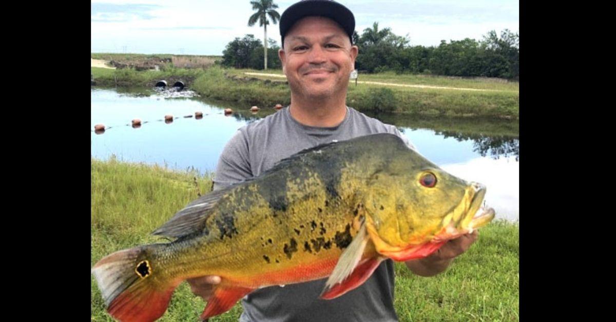 Florida Man Catches The New State Record Peacock Bass