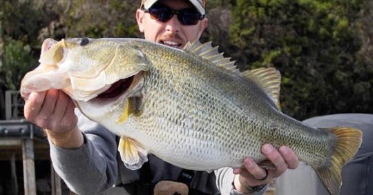 When Do Bass Spawn? See The Nationwide Spawning Expectancy