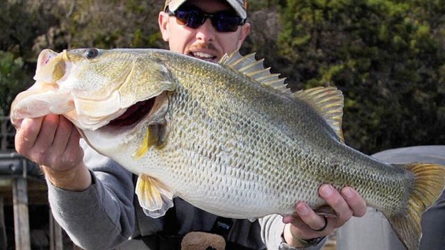 When Do Bass Spawn? See The Nationwide Spawning Expectancy