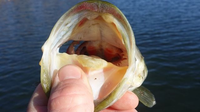4 Bass Lures You NEED In Your Winter Tackle Box