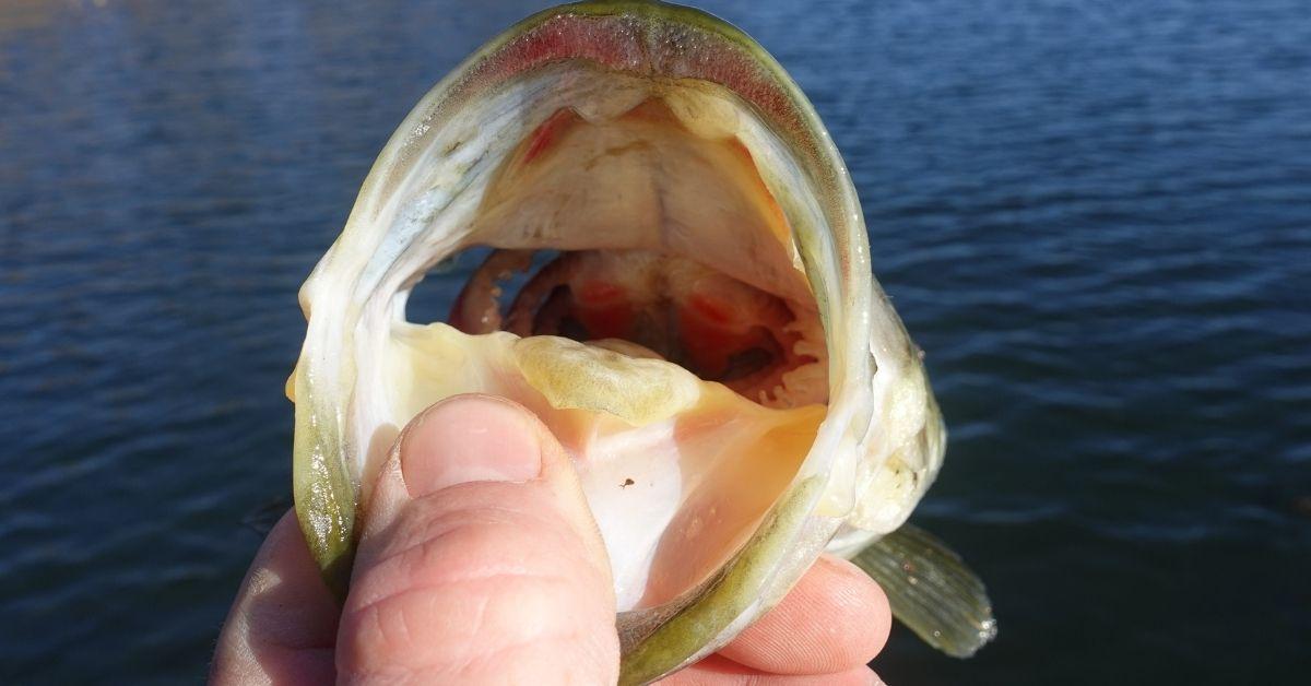 4 Bass Lures You NEED In Your Winter Tackle Box