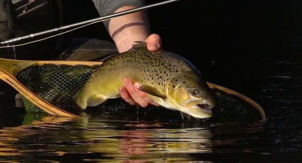 GIANT BROWN TROUT on 2 lb Test - Ultralight Tackle 