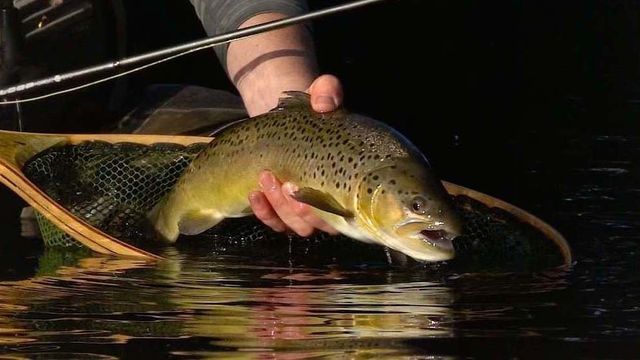 Trout Fishing 101: Trout Fishing Tips For Any Angler