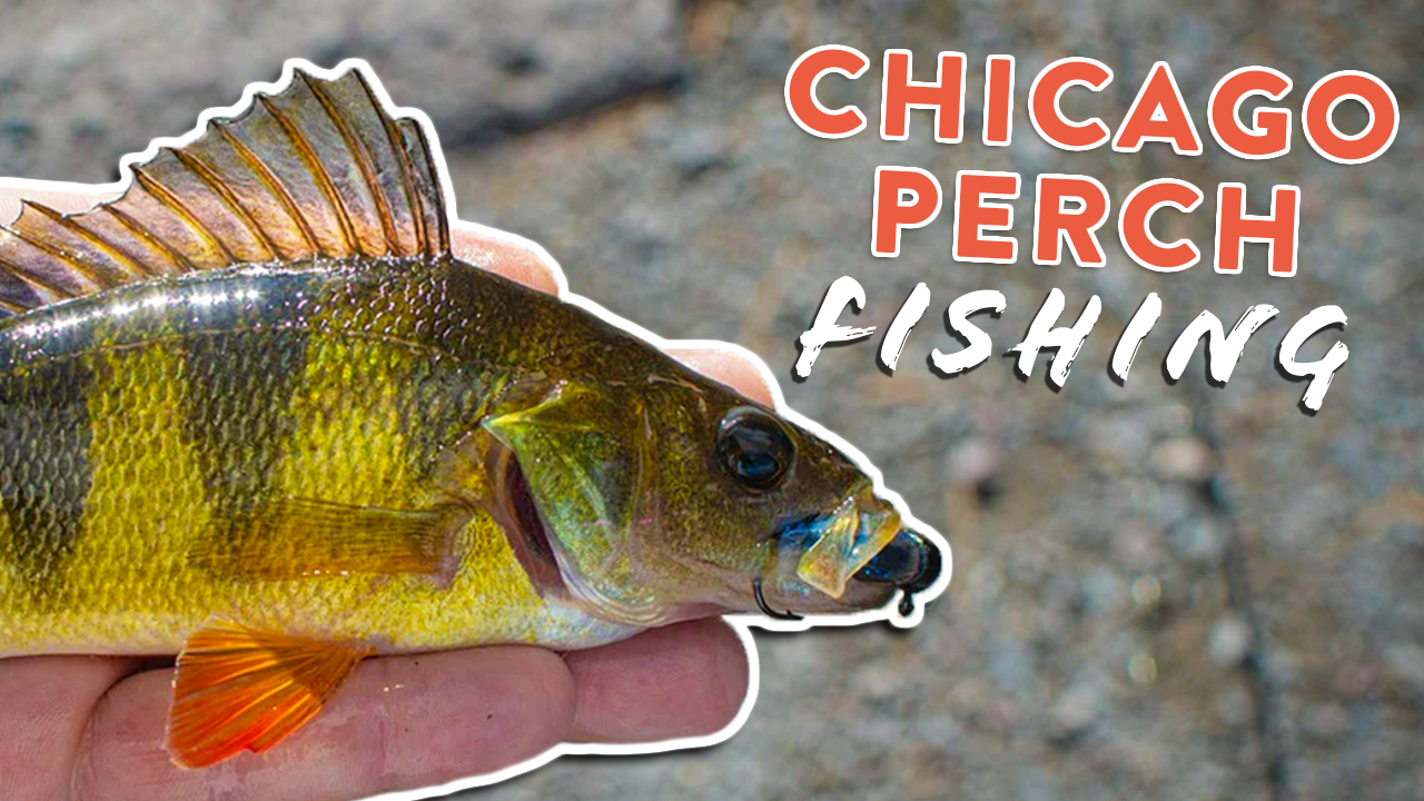 Chicago Perch Fishing: The Annual Panfish Bonanza In The Big City