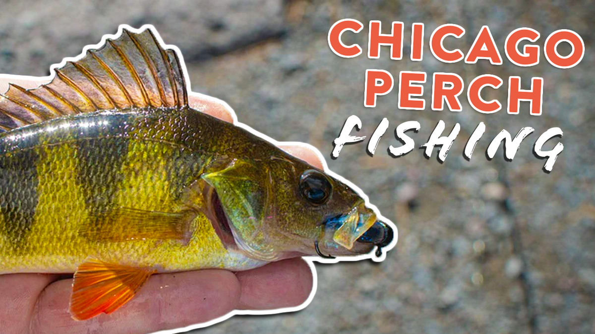 Chicago Perch Fishing: The Annual  Panfish Bonanza In The Big City