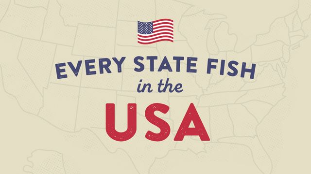 The Official Freshwater Fish For Every  State In America