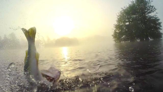 How To Catch Topwater Bass From Dawn To Dusk