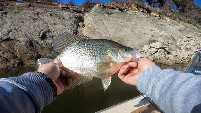 Your Complete Guide To Fishing The Crappie Spawn