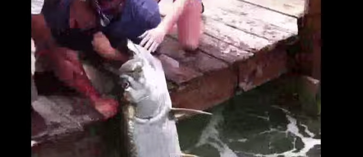 Tarpon Catches Giant Fisherman (Yes, You Read That Right)