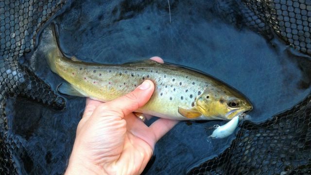 Micro Cranking For Trout: Using Little Cranks For Big Bites