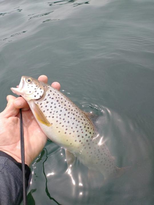 Slipping Into The Depths With Inland Trout: Bobber Fishing Browns & Bows