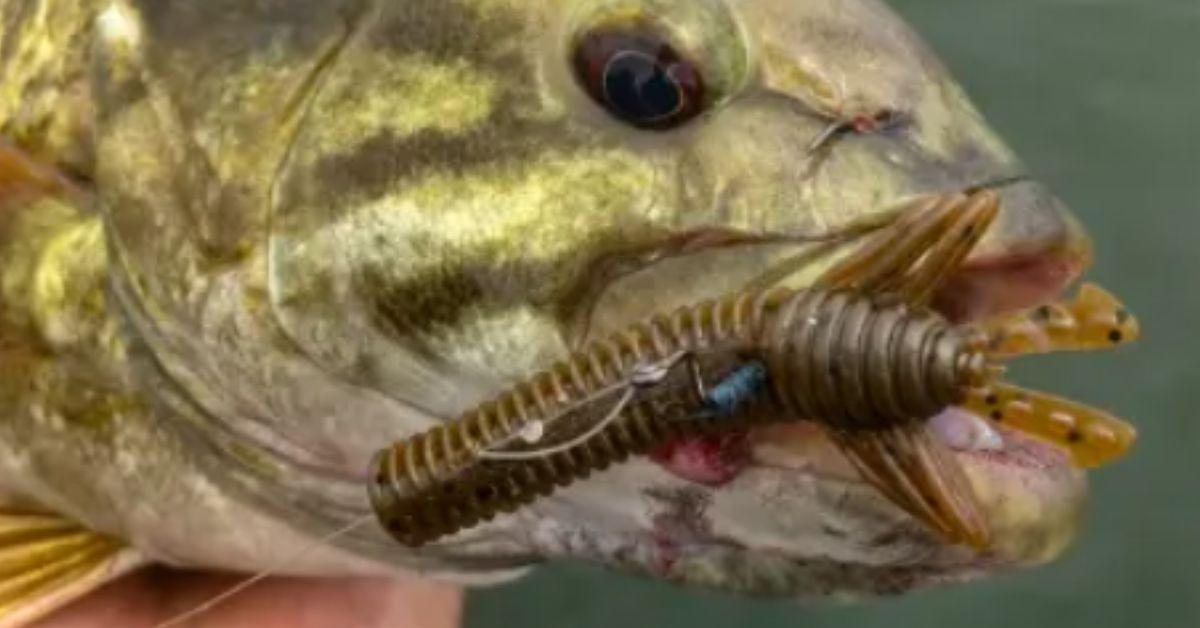 2 Minutes Straight From A Super Saucy Smallmouth Lure