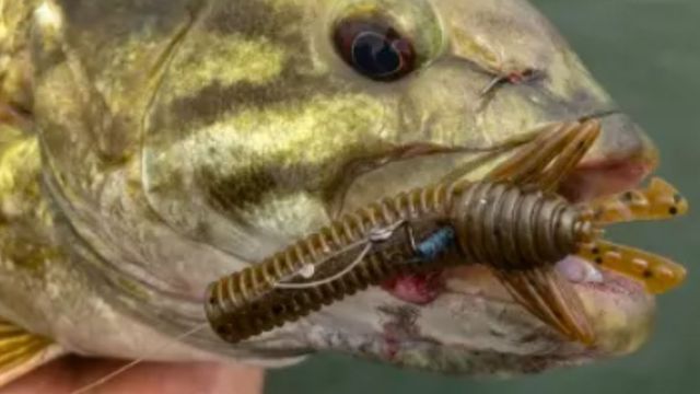 2 Minutes Straight From A Super Saucy Smallmouth Lure