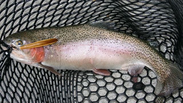 How To Catch Big Trout On Jerkbaits