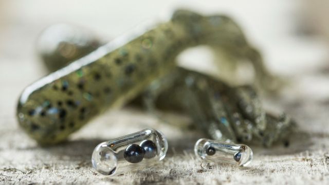 When To Add Noise To Your Baits To Catch More Fish