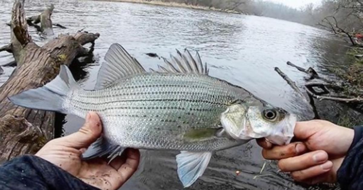 Spring White Bass Fishing  My Favorite Lures for White Bass! 