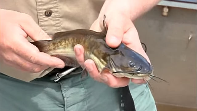 How To Hold A Catfish Properly And Safely
