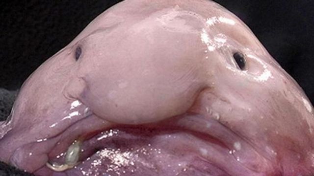 10 Scary Pictures of Ugly Fish