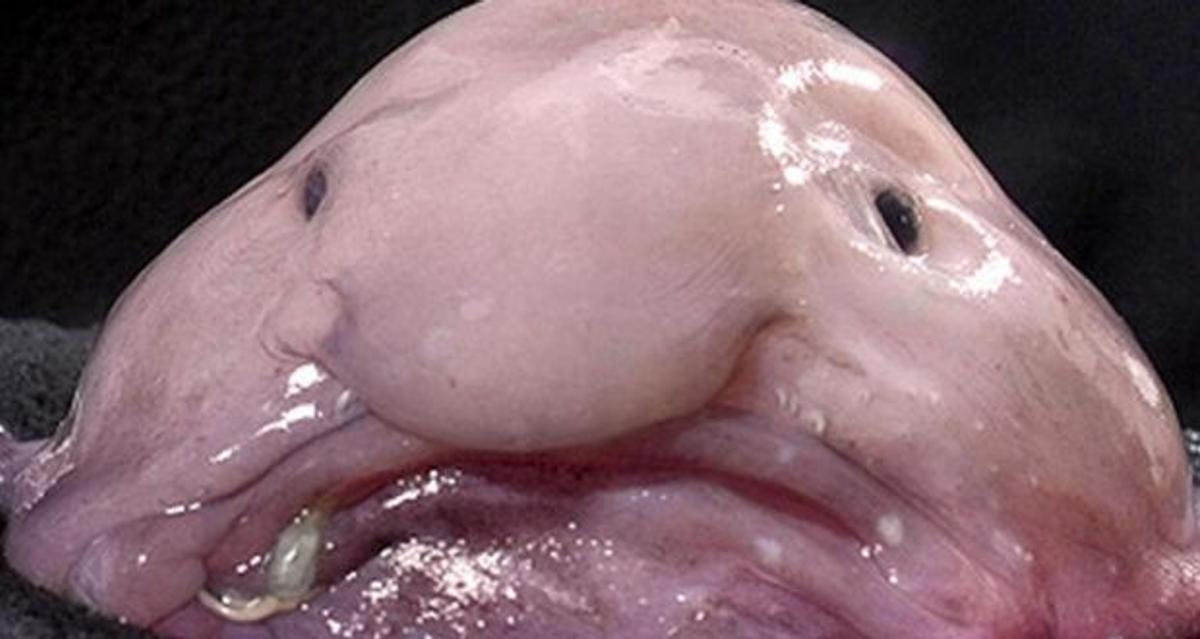 10 Scary Pictures of Ugly Fish