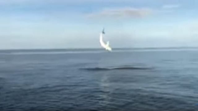 Florida Anglers Get INSANE Footage Of Shark Jumping From Water