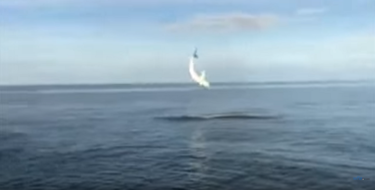 Florida Anglers Get INSANE Footage Of Shark Jumping From Water