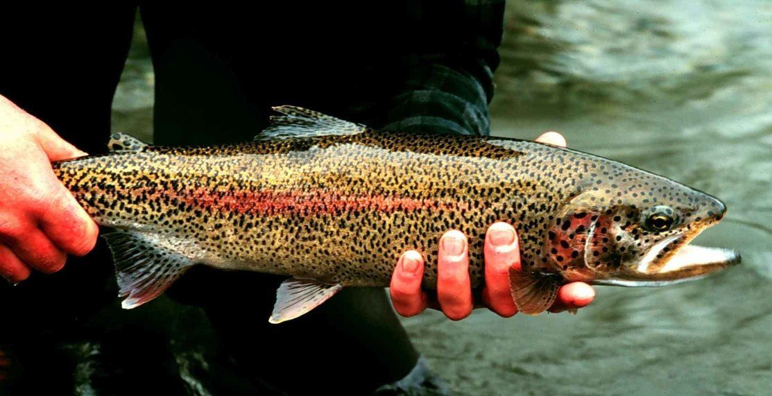 Forceps - Trout