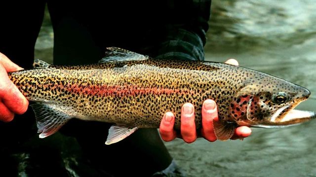 Trout Fishing Essentials
