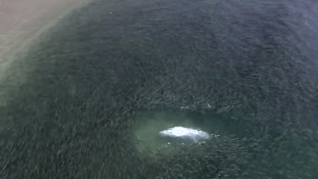 Must Watch Insane Drone Footage Of Florida's Mullet Run