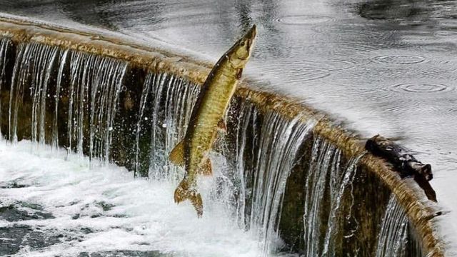 Ask An Angler: Why Do Fish Jump Out Of The Water?