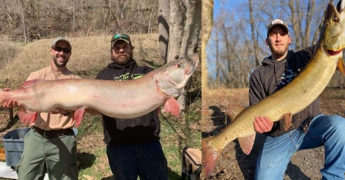 2 Different State Record Musky Have Been Caught This Month