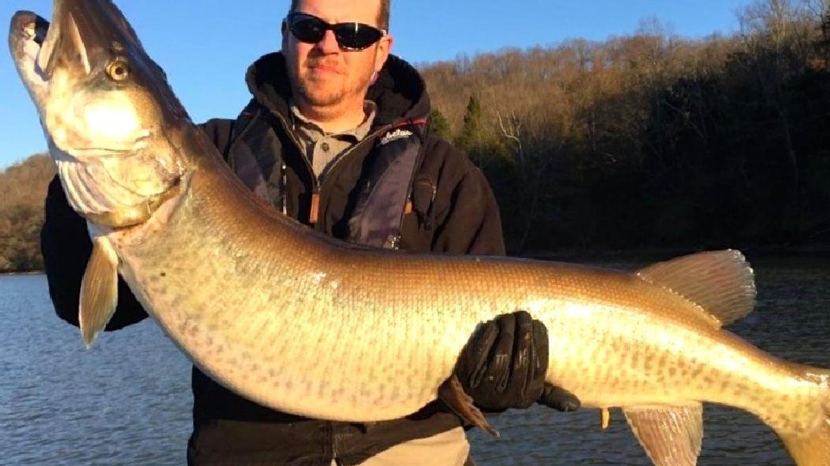 Tennessee Angler Breaks 34 Year Old State Musky Record...And Almost Doesn't Realize It