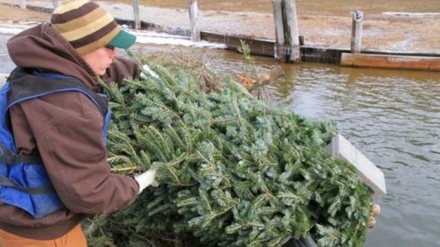 How Christmas Trees Grow Big Fish And Help Save Lives