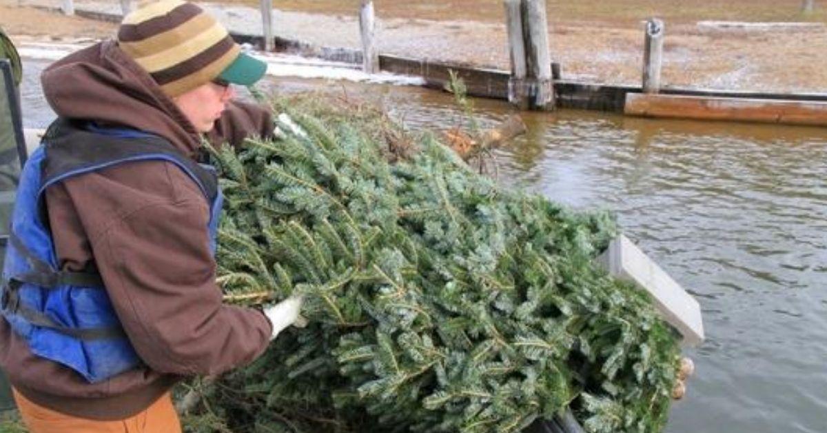 How Christmas Trees Grow Big Fish And Help Save Lives