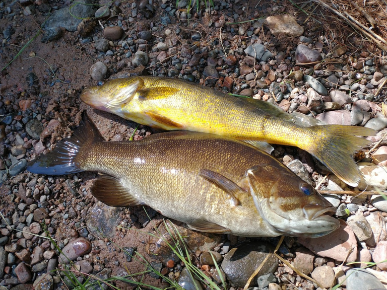 When Do Fish Spawn In The Spring? (9 Species Covered)