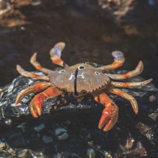 Imitation Crab, InShore