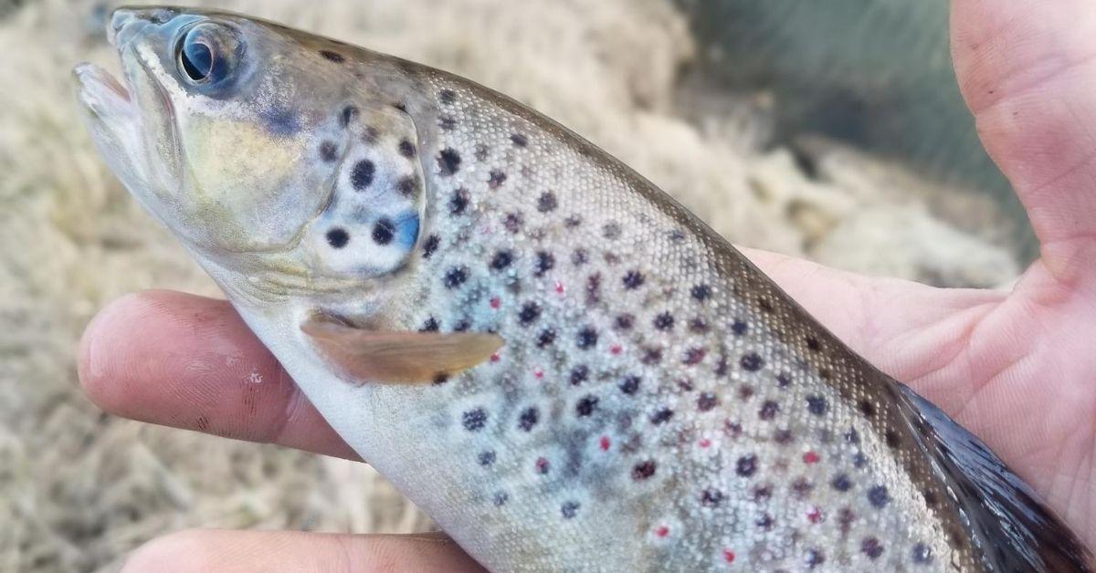 Trout Fishing Tips: 5 Things Any Angler Should Know