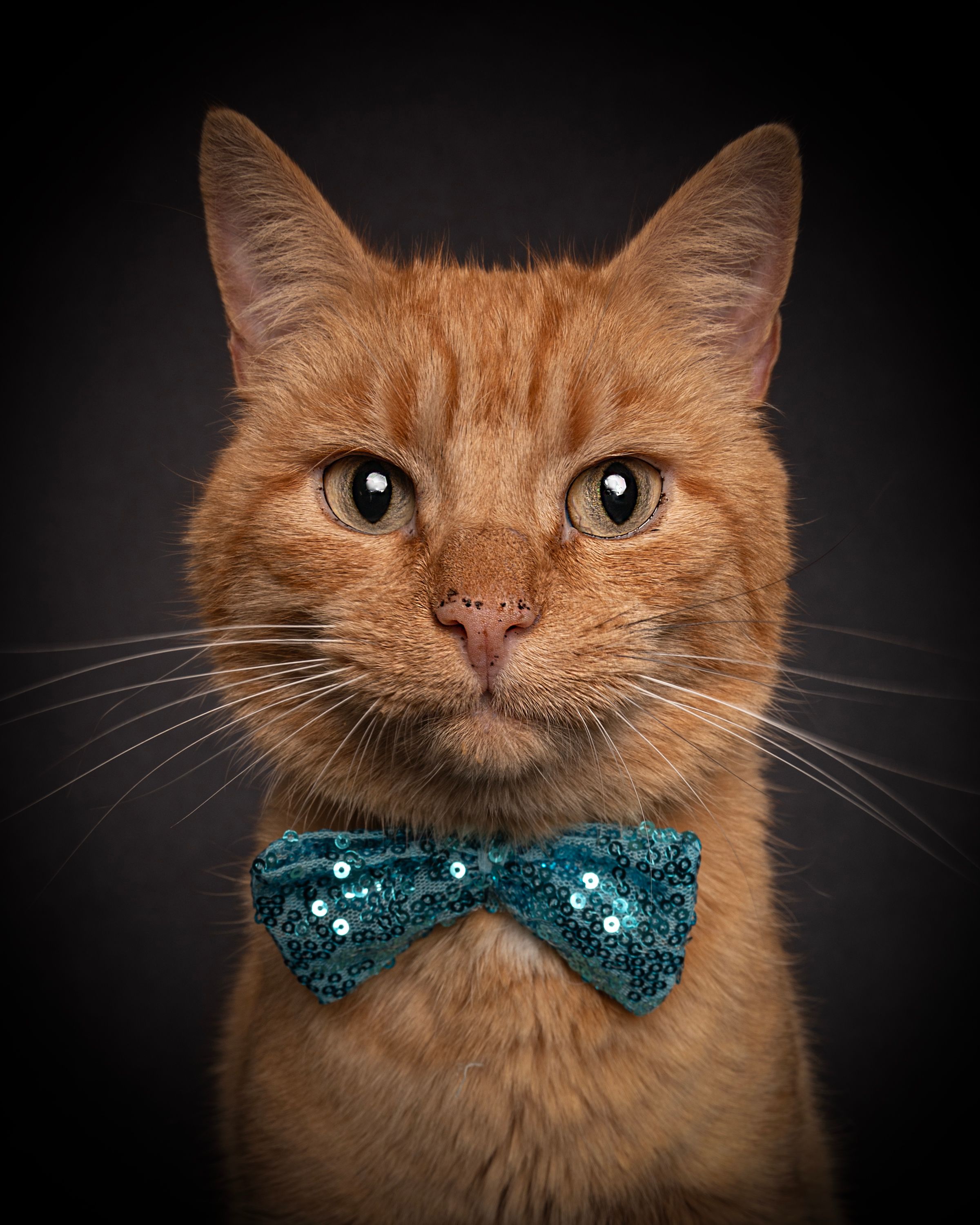 cat in blue sparkly bow tie
