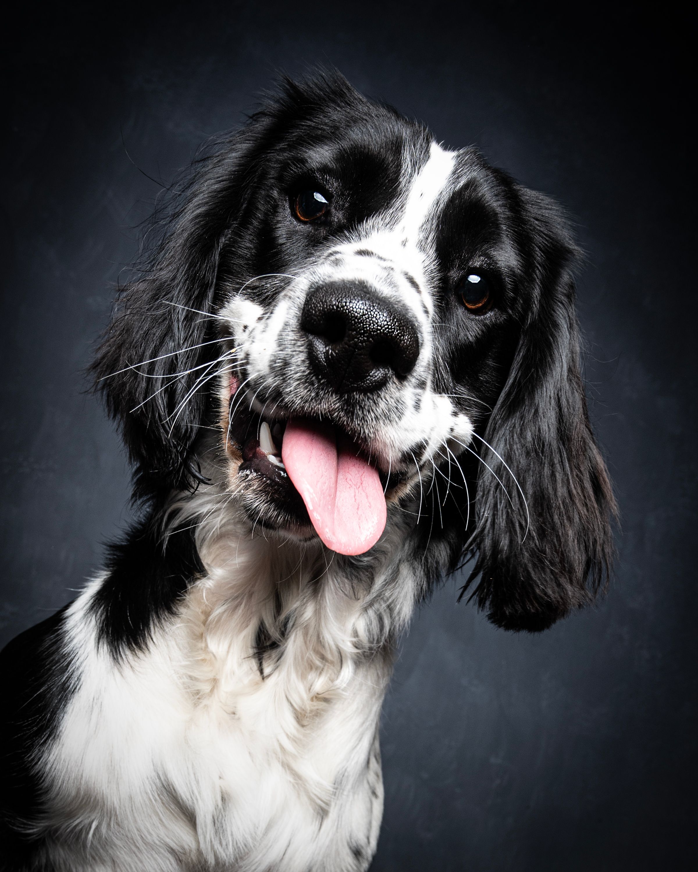 springer spaniel with tongue out
