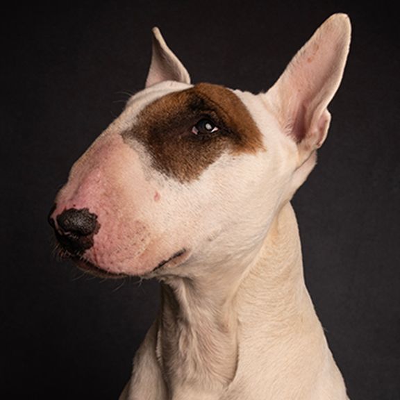 english bull terrier
